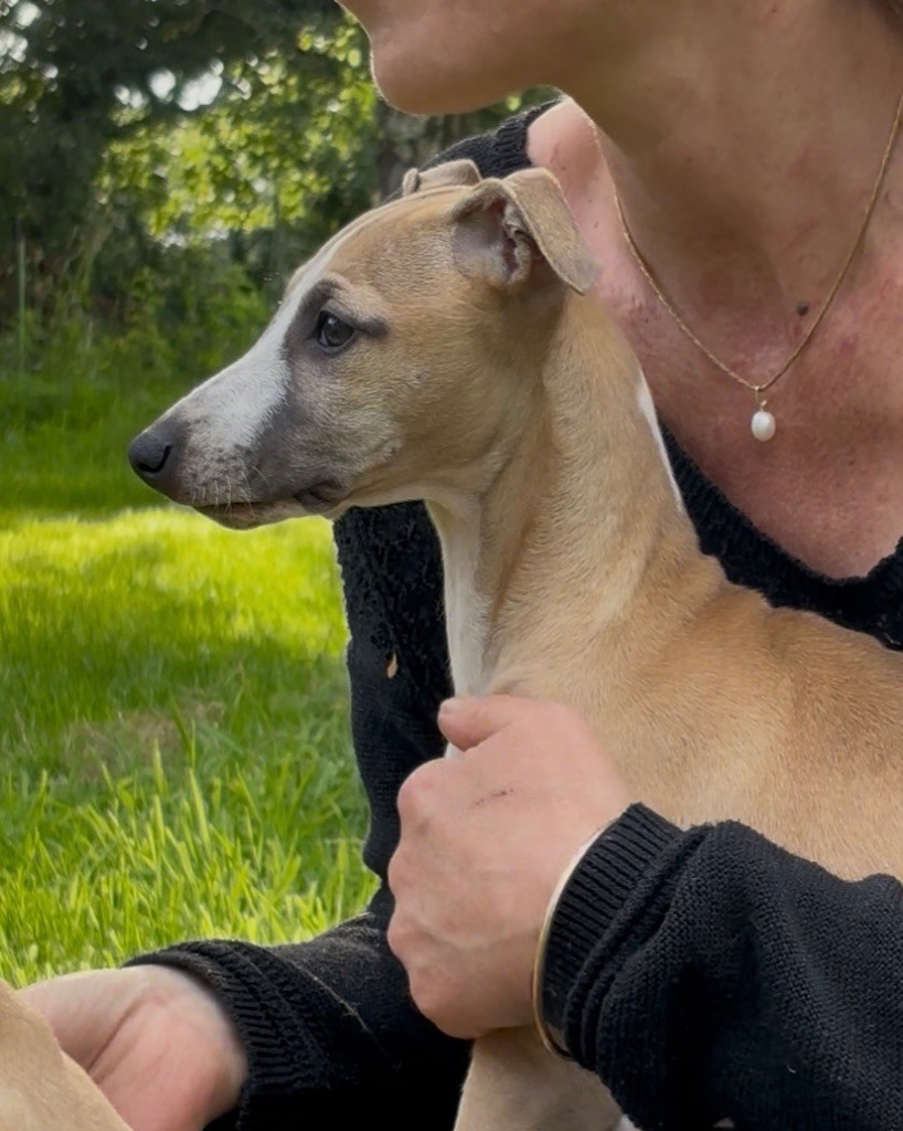 Des Moulins Des Abers - Chiots disponibles - Whippet