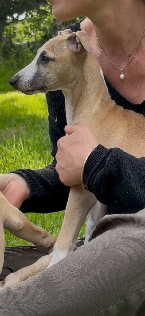 Des Moulins Des Abers - Chiots disponibles - Whippet