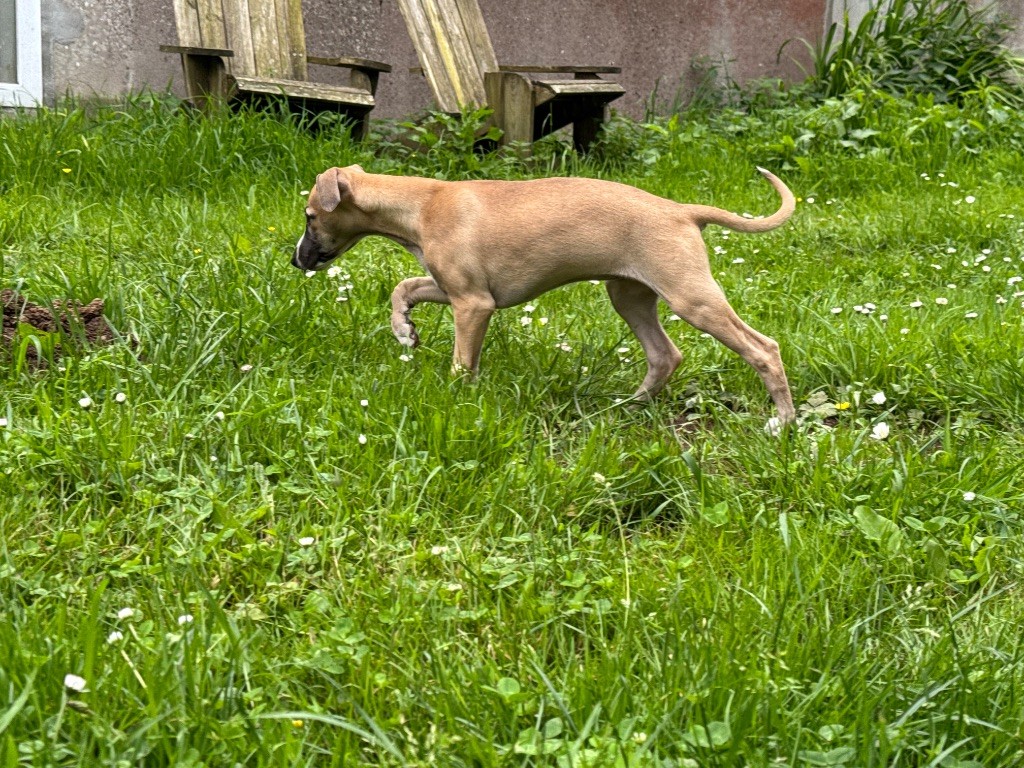 Des Moulins Des Abers - Chiots disponibles - Whippet