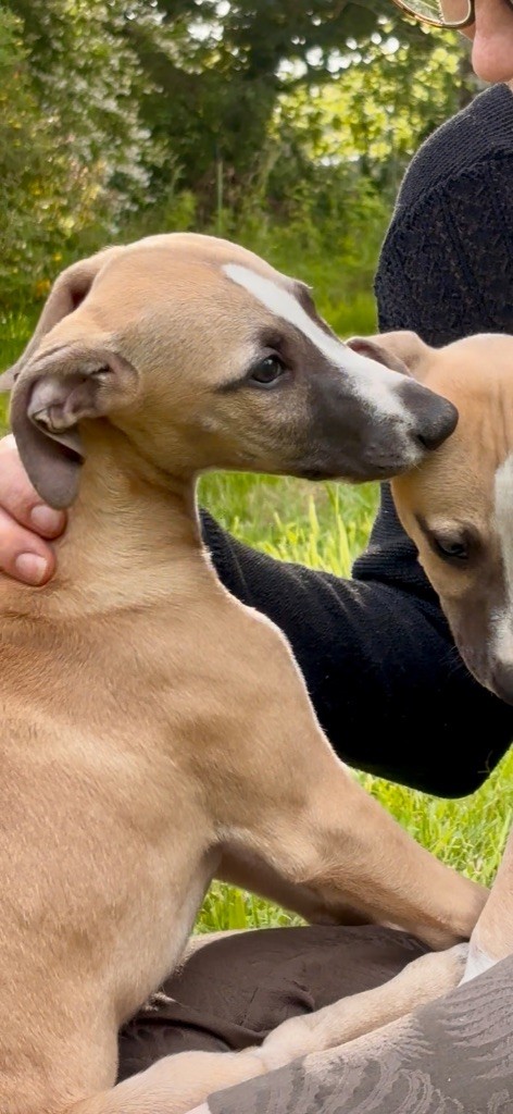 Des Moulins Des Abers - Chiots disponibles - Whippet