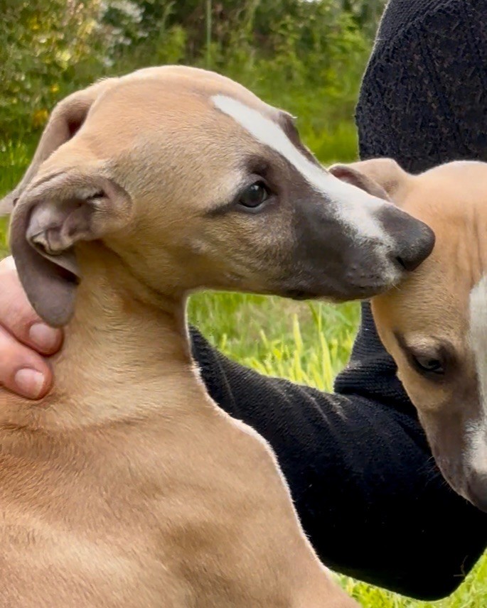 Des Moulins Des Abers - Chiots disponibles - Whippet