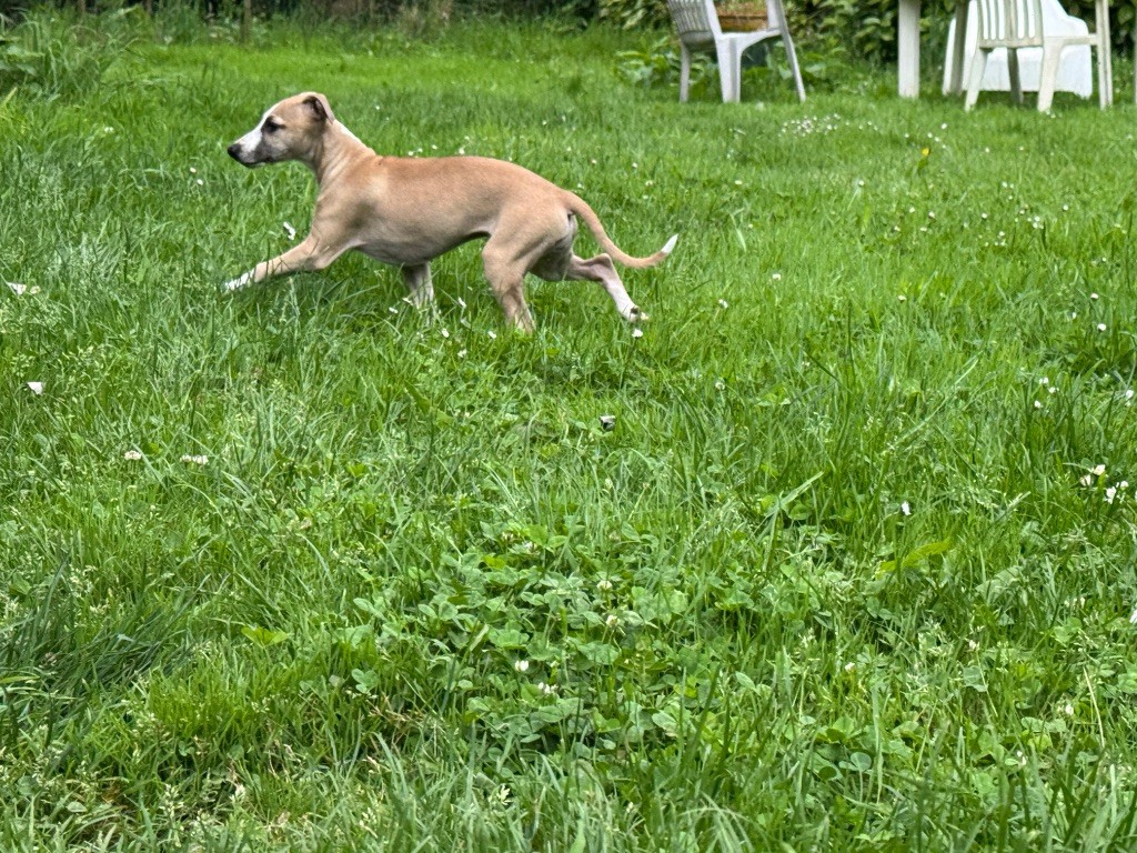 Des Moulins Des Abers - Chiots disponibles - Whippet